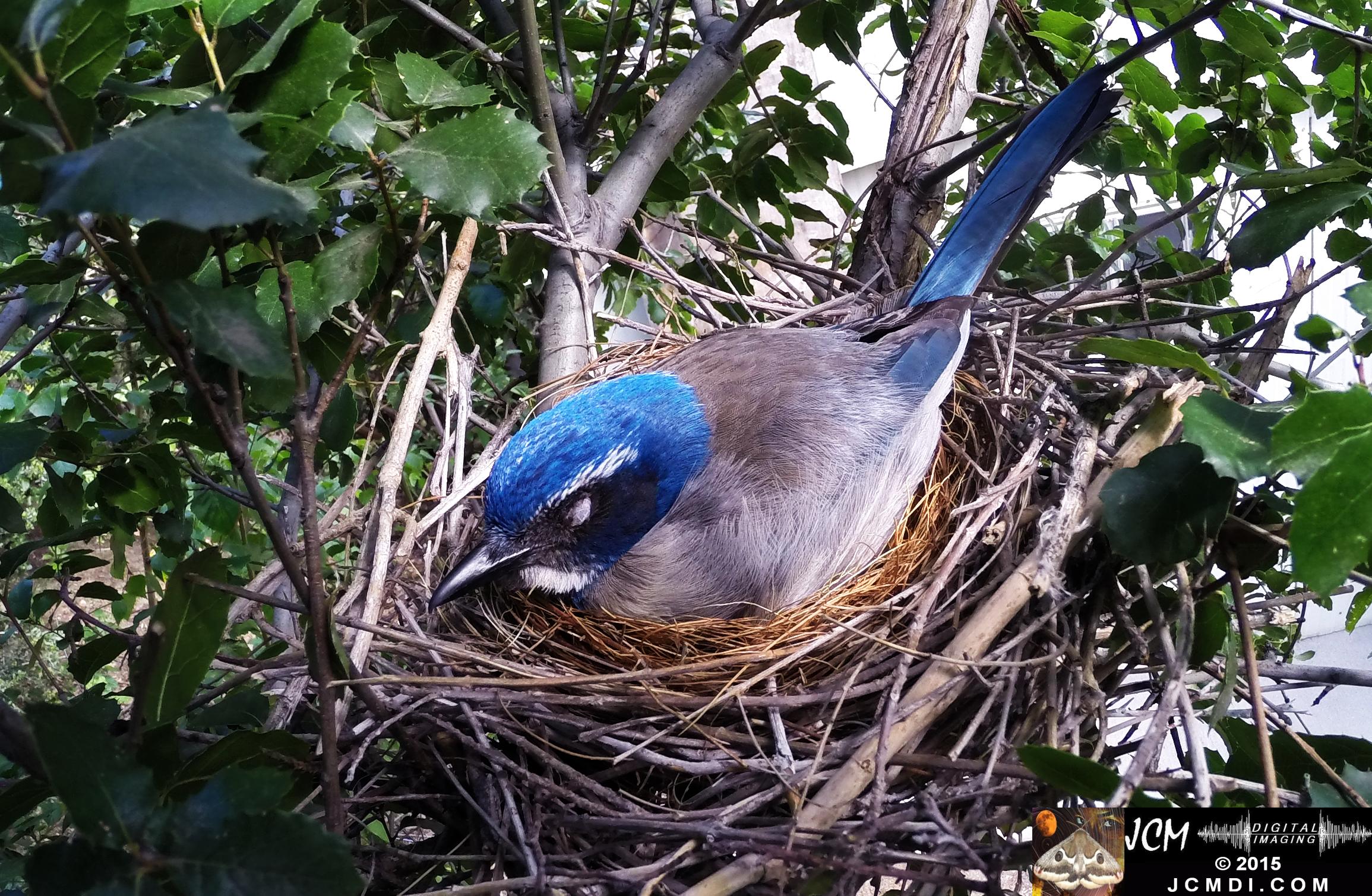 Scrub Jay Nest snoozing Documentary GoPro Hero3+ Black polecam 4-4-2015 Santa Clarita JCMDI.COM